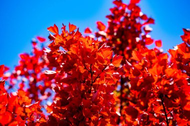 Güzel sonbahar manzarası. Sonbahar yaprakları. Akçaağaç yaprağı mevsimleri. Akçaağaç yaprakları sarı, turuncu, kırmızı. Akçaağaç yapraklarından sonbahar yaprakları. Sonbahar güneş ışığında yapraklar dökülür. Doğal sonbahar arkaplanı