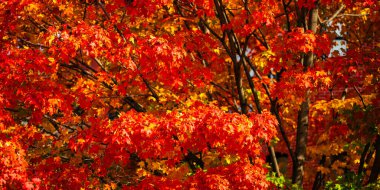 Akçaağaç yapraklarından sonbahar yaprakları. Sonbahar güneş ışığında yapraklar dökülür. Doğal sonbahar geçmişi. Sonbahar arkaplanı. Yeşillik, dökülen yapraklar. Sonbahar yaprağı