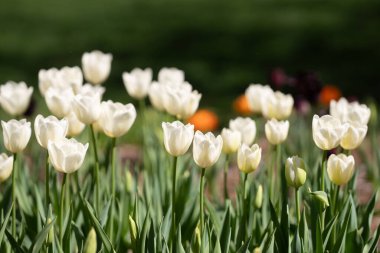 Blossom spring. Bunch of tulips. Close up spring flowers. Amazing tulips blooming in garden. Tulip flower plants landscape. Spring blossom background clipart