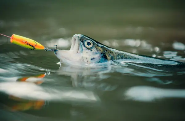 stock image Fish head and fishing hook. Concepts of successful fishing. Bass fishing. Catches a fish