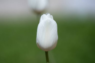 Hollanda 'da bir bahar tarlasında beyaz laleler. Bahar çiçekleri açan laleler gün ışığında. Güzel bir bahçede çiçek açan laleler. Beyaz lale çiçekleri. Bahar arkaplanı