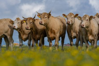 Süt inekleri. Meadow 'da inek. Yeşil tarladaki sığırlar. Çimenli otlaktaki inek. Kırsalda bir inek. İnekler yaz otlaklarında otlar. İneklerle dolu kırsal araziler. Otlaktaki inekler. Sığır ineği otluyor