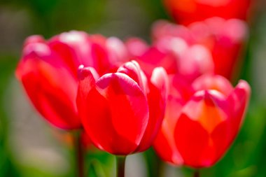 Hollanda 'da canlı bir lale tarlasında laleler. Bahar çiçekleri açan laleler gün ışığında. Bahçe bitkilerinde laleler güzel çiçek açar. Güzel lale çiçekleri bahar arkaplanı