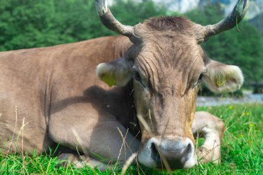 Süt inekleri. Meadow 'da inek. Çimenlikteki sığırlar. Çimenli otlaktaki inek. Kırsalda bir inek. İnekler yaz otlaklarında otlar. İneklerle dolu kırsal araziler. Otlaktaki inekler. Sığır ineği otluyor