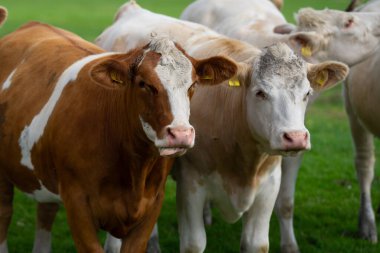 Çayırdaki inekler. Holstein ineği. Eko inek çiftliği. Dağ tarlasında inekler. Yaz otlağında inekler. Tarlada taze otla otlayan inek sürüsü manzarası