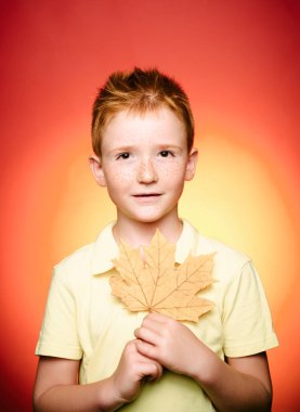 Leaf fall ile eğleniyor çocuk. Sonbahar ruh hali ve hava sıcak ve güneşli ve yağmur mümkündür. Kızıl saçlı güzel şirin çocuk portresi. Yaprakları ile oynama ve kameraya arıyorum boy gülümseyerek