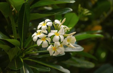 Mavi gökyüzü arkaplanlı Frangipani çiçekleri. Yeşil yapraklı güzel frangipani çiçekleri. Beyaz Plumeria Rubra çiçekleri