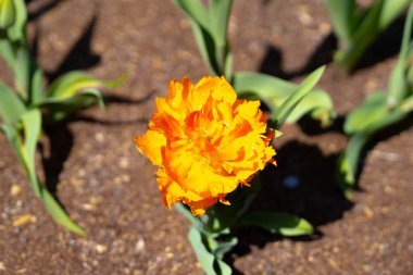 Bunch of yellow tulips. Close up spring flowers. Amazing red pink tulips blooming in garden. Tulip flower plants landscape. Spring blossom yellow flowers background clipart