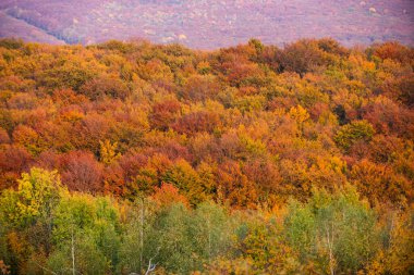 Sonbahar ormanı. Güneşli bir günde ormanın sonbahar manzarası. Turuncu yapraklar parkta, sonbahar doğal arka planı. Turuncu sonbahar ağacı, sonbahar ormanında kırmızı akçaağaç yaprakları. Ağaçlar sonbahar renklerinde