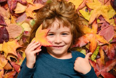 Sonbahar yapraklarında yatan komik çocuğun portresi. Sonbahar Çocuk portresi. Sonbahar sarısı yaprakları. Küçük çocuk sonbahar parkında akçaağaç yaprağıyla oynuyor. Ekim sezonu, romantik çocuklar
