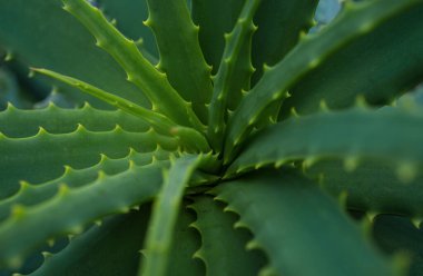 Aloe vera. Kaktüs sırtı, kaktüs tasarımı ya da kaktaceae deseni