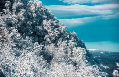 Noel tebrik kartı. Kar ve ağaçların yağdığı Kış Noel Ormanı
