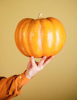 Şükran Günü yemeği. Mutlu Cadılar Bayramı. Turuncu arka planda elle izole edilmiş balkabağı.