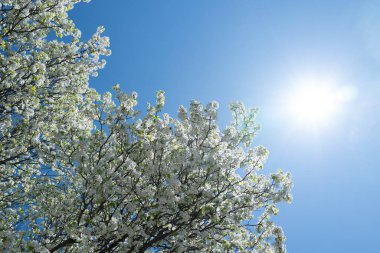 Güzel bir bahar ağacı mavi bir arka planda çiçek açar. Erik ağacı çiçekleri. Bahar Tasarımı. Bahar bahçesinde çiçek açan elma dalı. Paskalya bayrağı. Bahar çiçekleri alerji sebebidir