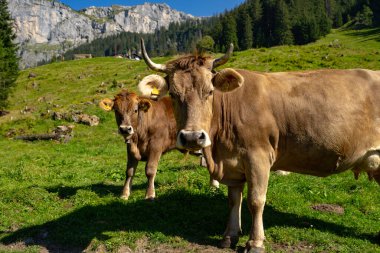 Süt inekleri. Meadow 'da inek. Yeşil tarladaki sığırlar. Çimenli otlaktaki inek. Kırsalda bir inek. İnekler yaz otlaklarında otlar. İneklerle dolu kırsal araziler. Otlaktaki inekler. Sığır ineği otluyor