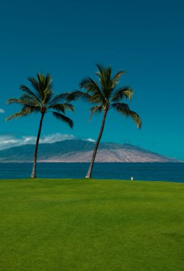 Palmiye adası cennet duvar kağıdı. Mavi gökyüzünde palmiye ağaçları, tropik kıyılarda palmiye ağaçları, hindistan cevizi ağaçları.