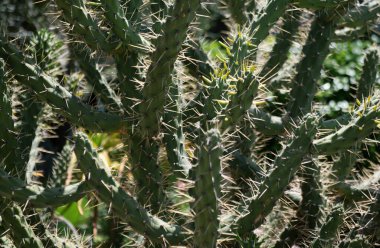 Kaktüs sırtı, kaktüs tasarımı ya da kaktaceae deseni