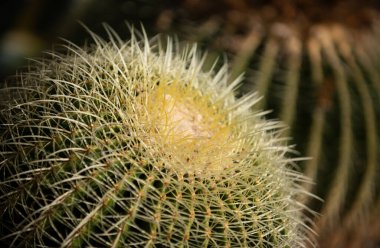 Kaktüs sırtı, kaktüs tasarımı ya da kaktaceae deseni