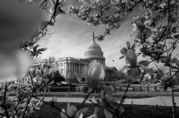 stock image The capitol, american spring, spring in congress. Blossom spring in Washington DC. Capitol building at spring. USA Congress, Washington D.C