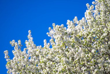 Kiraz ağacı arka planı. Beyaz bahar çiçekleri çiçek açan meyve ağacı. Mavi gökyüzünde beyaz kiraz çiçekleri var. Bahar günü. Bahar doğası