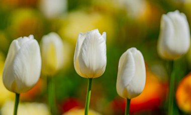 Bahar bahçesinde beyaz yumuşak lale. Bahar parkında çiçek açan güzel çiçekler. Odaklanmayı seç. Tender Spring arka planı. Laleler Tulipa. Nisan 'da çiçek bahçesinde. Şefkat çiçek açar.