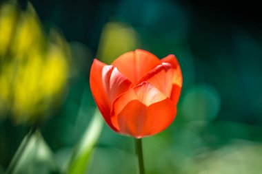 Çiçek arka planı. Bahar çiçeği konsepti. Lale çiçekleri. Sevgililer Günü için tasarım, Paskalya. Bahar bayrağı