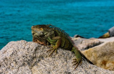 Güney Amerika, Orta Amerika 'ya özgü Iguana cinsinden bir kertenkele. Vahşi yaşam ve doğa, deniz iguanası