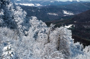 Kış, karların altında donmuş ağaçlarla. Büyülü kış ormanı. Güzel gökyüzü olan doğal manzara. Harika Noel sahnesi