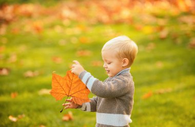 Akçaağaç yapraklarıyla oynayan tatlı sonbahar çocuğu. Güzellik parkında yaprakları olan sevimli bir çocuk.