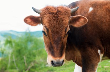 Gökyüzünün arka planında inek ve yeşil çimenler