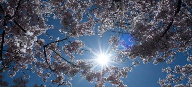 Bahar arka planı. Mavi arka planda çiçek açan kiraz ağacı çiçekleri. Bahar çiçekleri. Büyük beyaz çiçeklerle çiçek açan ağaç dalları. Çiçek açıyor. Bahar deseni