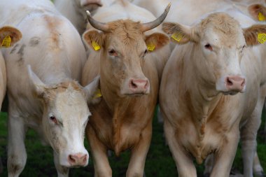 Çayırdaki inekler. Holstein ineği. Eko inek çiftliği. Dağ tarlasında inekler. Yaz otlağında inekler. Tarlada taze otla otlayan inek sürüsü manzarası
