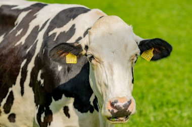 Çayırdaki inekler. Holstein ineği. Eko inek çiftliği. Dağ tarlasında inekler. Yaz otlağında inekler. Tarlada taze otla otlayan inek sürüsü manzarası