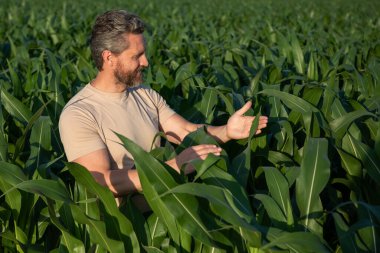 Mısır tarlasında çiftçi. Mısır tarlasında çiftçi adam mahsulü inceliyor. Mısır tarlasında Amerikan Çiftçisi. Çiftçi mısır tarlasında çalışıyor. Tarım sektörü konsepti. Yiyecek yetiştiriyorum, hasat ediyorum.