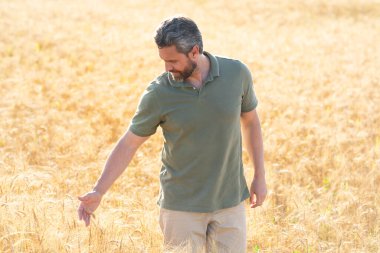 Çiftçi Buğday Denetliyor. Hasattan önce çiftçi ekin kulaklarının yanında. Büyüyen buğday tarlasında çiftçi. Tarım. Çiftlik tarım alanı konsepti. Buğday yetiştiren çiftçinin portresi