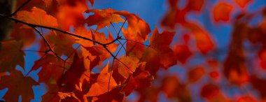 Parkta yeşillik var. Akçaağaç yapraklarından sonbahar yaprakları. Sonbahar güneş ışığında yapraklar dökülür. Doğal sonbahar geçmişi. Sonbahar arkaplanı. Yeşillik, dökülen yapraklar. Sonbahar yaprağı. Sonbahar havası