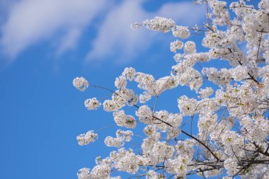 Bahar çiçekleri. Güzel kiraz ağacı, beyaz çiçek. İlkbaharda çiçek açan ağaç, meyve ağacının dalında taze beyaz çiçekler, bahar çiçekleri soyut arka plan. Rüya gibi yumuşak odak resmi