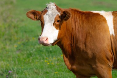 Meadow 'da inek. Yeşil tarladaki sığırlar. Çimenli otlaktaki inek. Kahverengi İnek kırsal alanda portre yakın. İnekler yaz otlaklarında otlar. Möö, süt konsepti. Otlaktaki inekler. İnekler yüz yüze.