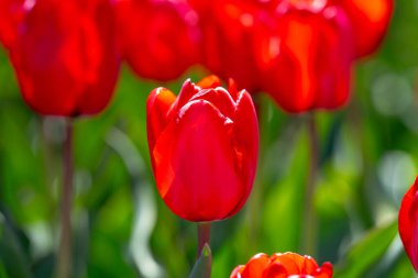 Kırmızı laleler. Güneşli bahar gününde bahçede açan kıpkırmızı lale çiçekleri. Kırmızı kestane rengi, parktaki yakut laleler. Bahar manzarası. Lale tarlası. Bahar çiçekleri