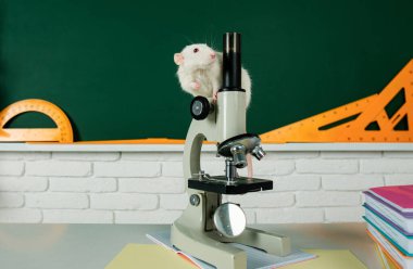 White test rat sitting on microscope. Concept - testing of drugs, vaccines, laboratory animals, humanity, genetic studies clipart