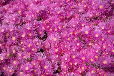 Bahçede pembe astar çiçekleri, pembe papatya deseni. Violet papatya çayı geçmişi. Duvar kağıdı, doku arkaplanı