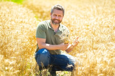 Çiftçi Buğday Denetliyor. Hasattan önce çiftçi ekin kulaklarının yanında. Büyüyen buğday tarlasında mutlu bir çiftçi. Tarım. Çiftlik tarım alanı konsepti. Buğday yetiştiren çiftçinin portresi