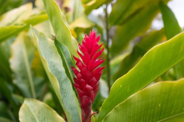 Kızıl Hawaii zencefilli Alpinya purpuratası Jakarta, Endonezya ya da Hawaii 'de bulunur. Kızıl zencefil bitkileri. Awapuhi veya Hawai Red Ginger veya Pembe Koni Zencefili