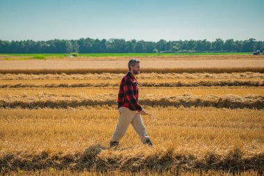 Çiftçi Buğday Denetliyor. Hasattan önce çiftçi ekin kulaklarının yanında. Büyüyen buğday tarlasında mutlu bir çiftçi. Tarım. Çiftlik tarım alanı konsepti. Buğday yetiştiren çiftçinin portresi