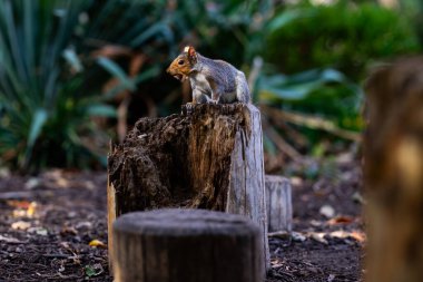 Şükran Günü Tatili. Cadılar Bayramı balkabağı ve dekore edilmiş ev için iskelet. Evin ön bahçesindeki korkunç dekorasyonlar. Şeker mi şaka mı? Cadılar Bayramı geçmişi. Cadılar Bayramı ve Şükran Günü