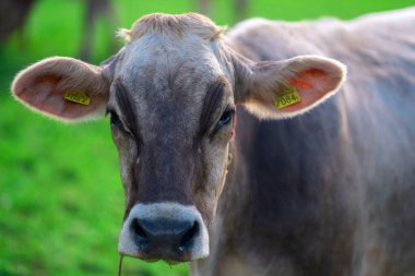 Meadow 'da inek. Yeşil tarladaki sığırlar. Çimenli otlaktaki inek. İnek kırsal kesimde portre yakın. İnekler yaz otlaklarında otlar. İneklerle dolu kırsal araziler. Otlaktaki inekler. İnekler yüz yüze.