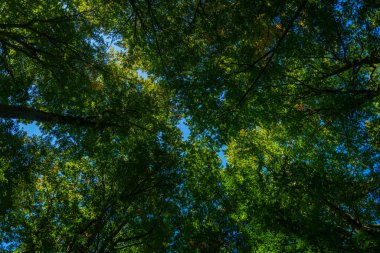 Yeşil orman ve doğa. Fotokopi alanı ile bulanık yeşillik arkaplanda doğa yeşil yaprağı. Doğal yeşil bitkiler, ekoloji duvar kağıdı konsepti. Yeşil doku arka planı. Ağaç bokeh