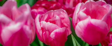 Pembe bahar çiçeği laleleri. Paskalya ya da Sevgililer Günü için bahar arkaplanı. Baharda arka planda bulanık bir buket lale. Çiçek açan lalelerin parlak mor rengi. Violet Bahar Çiçeği