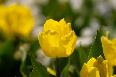 Bahar bahçesi. Bahar doğasında güzel sarı lale çiçekleri. Yakından sarmalanmış lalelerin yakın çekimi. Lale tarlası. Bahar lalesi. Bahar bahçesinde sarı lale çiçekleri. Sarı çiçek.