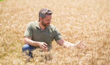 Çiftçi Buğday Denetliyor. Hasattan önce çiftçi ekin kulaklarının yanında. Büyüyen buğday tarlasında mutlu bir çiftçi. Tarım. Çiftlik tarım alanı konsepti. Buğday yetiştiren çiftçinin portresi